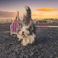 Aelybryn Agility Arena