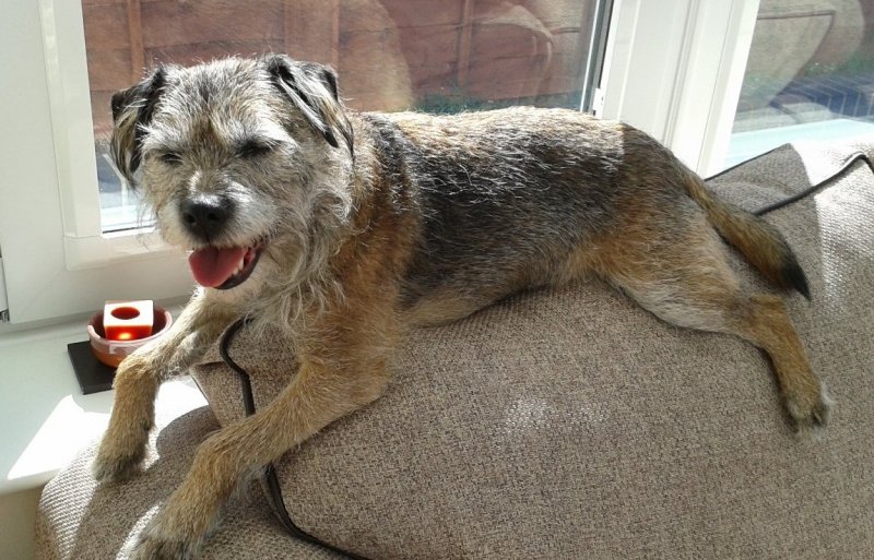 JackBorderTerrier